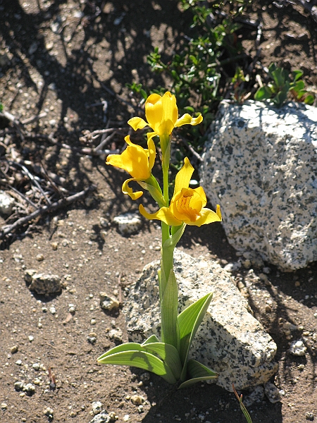 Patagonie 393.jpg
